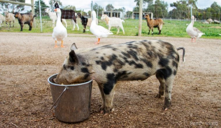 Animal Land Children's Farm - party venue in Melbourne