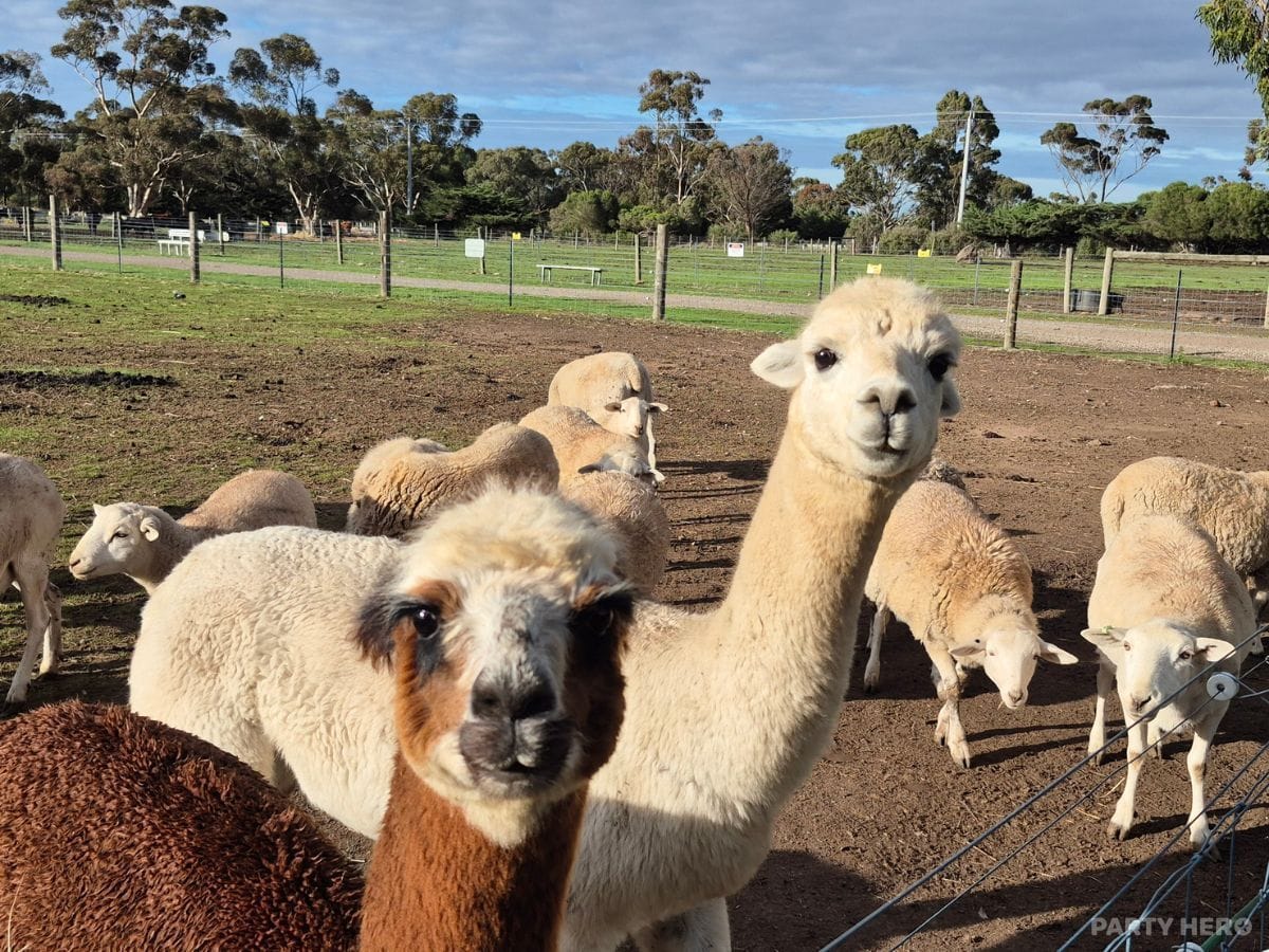 Animal Land Children's Farm - party venue in Melbourne