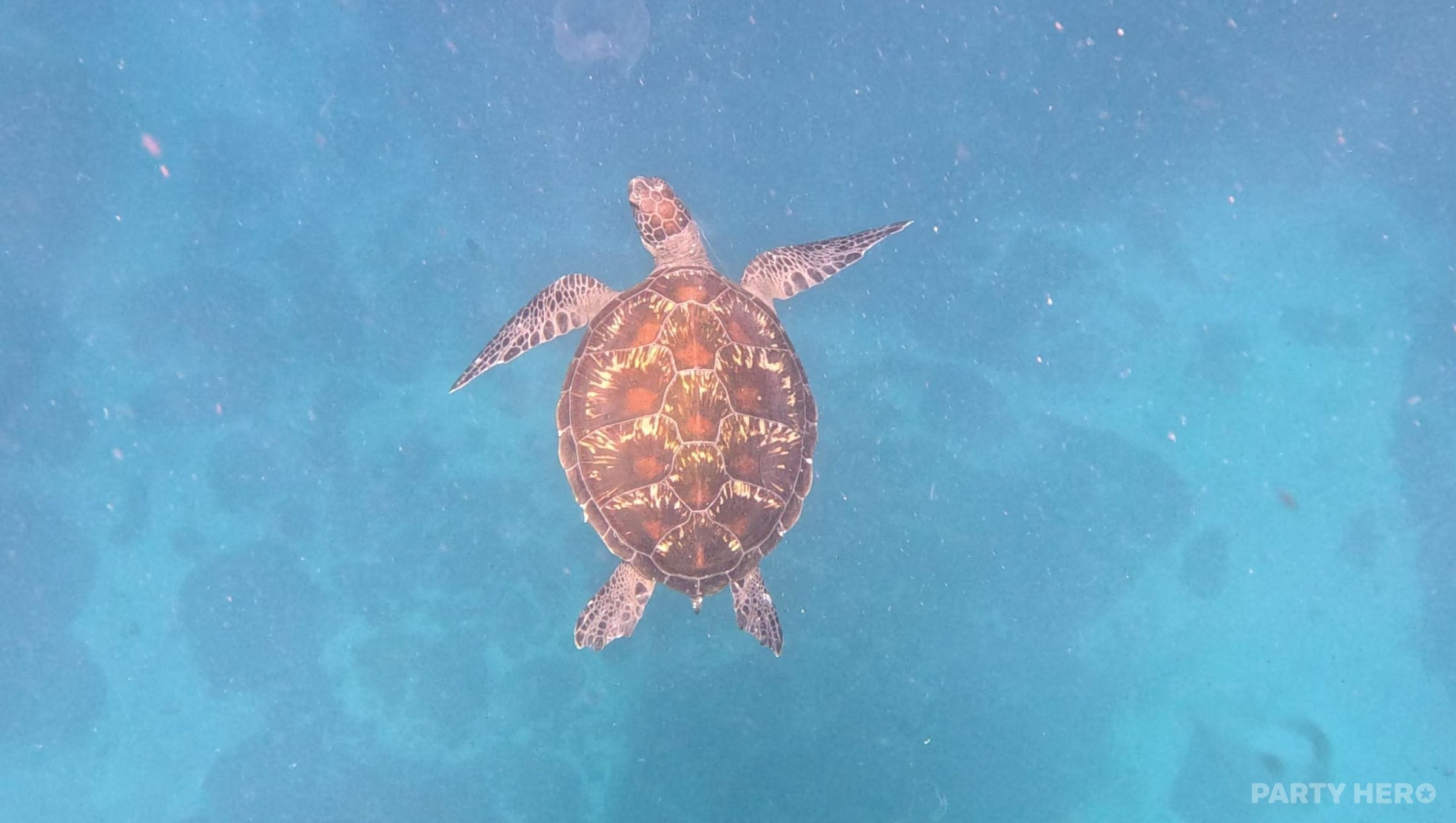 Byron Bay Dive Centre - water sports in Byron Bay