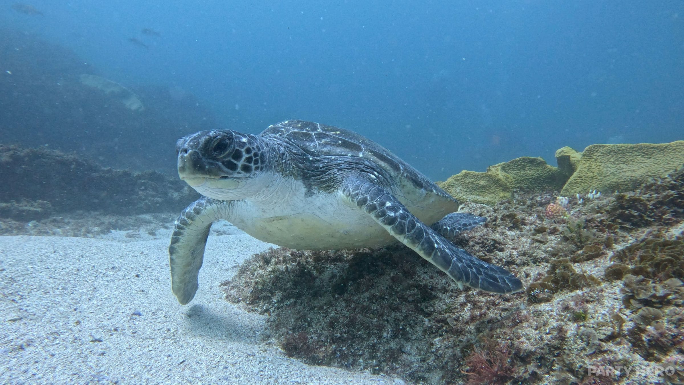 Byron Bay Dive Centre - water sports in Byron Bay