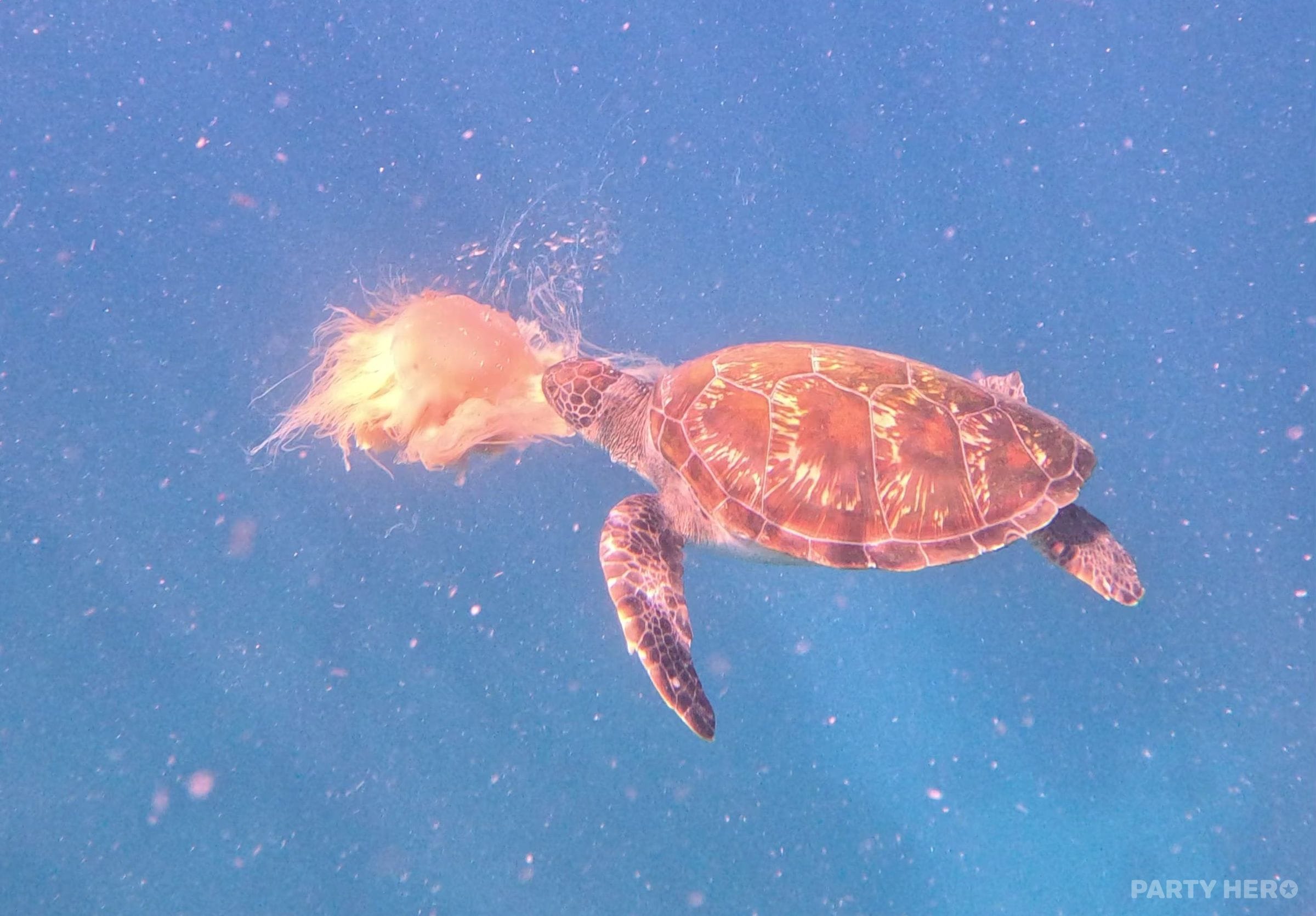 Byron Bay Dive Centre - water sports in Byron Bay