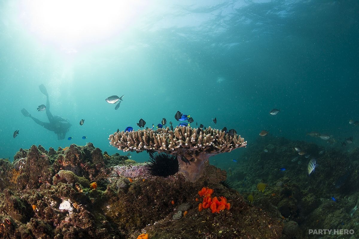 Byron Bay Dive Centre - water sports in Byron Bay