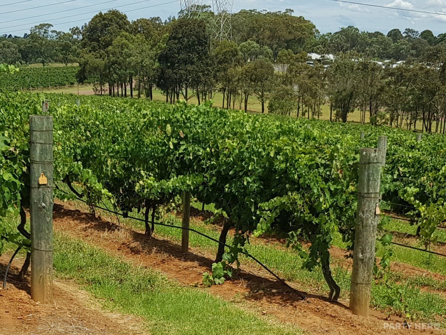 Hunter Valley Private Wine Tours & Transfers - wine tours in the Hunter Valley