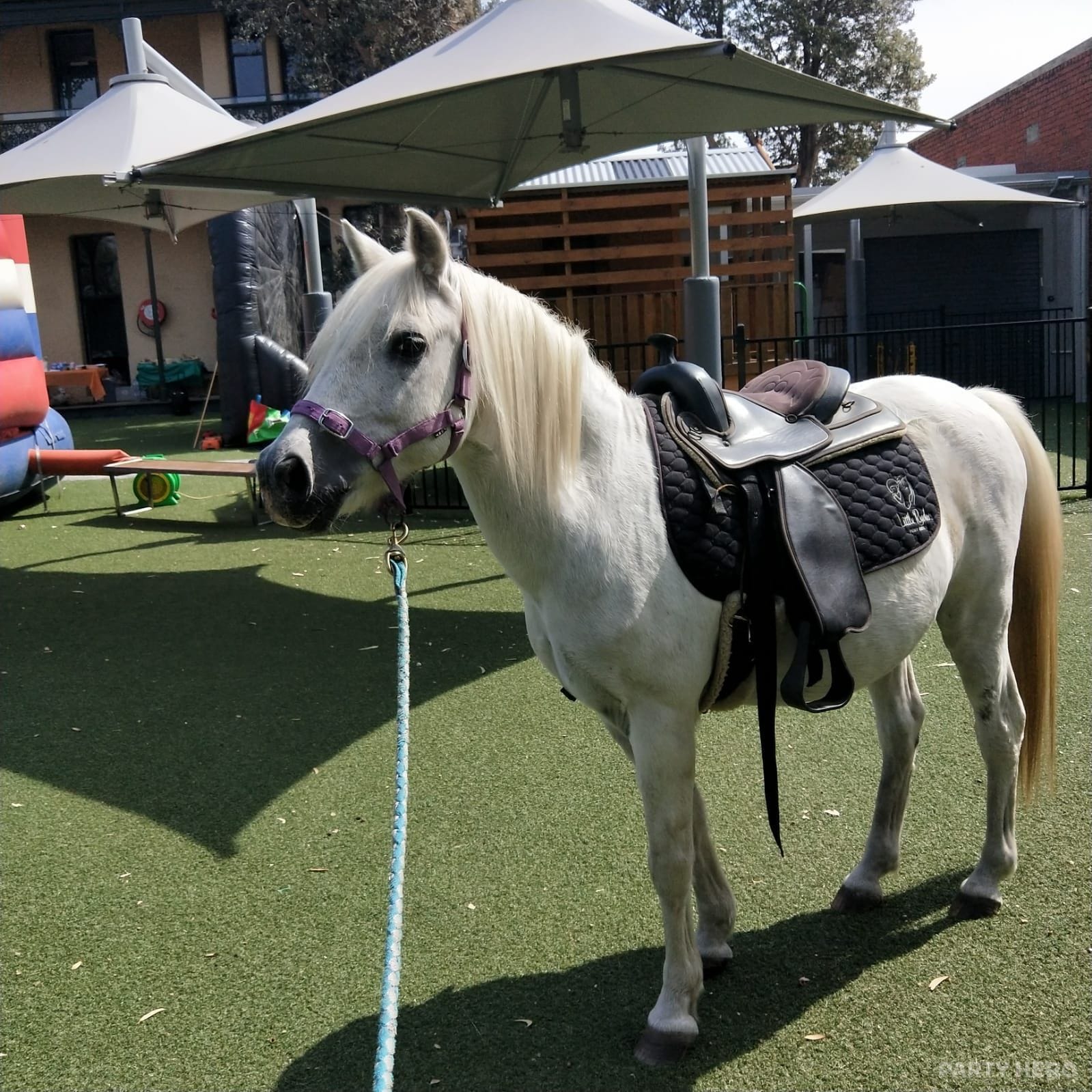 Little Ryders Pony Rides - kids party entertainment in Melbourne