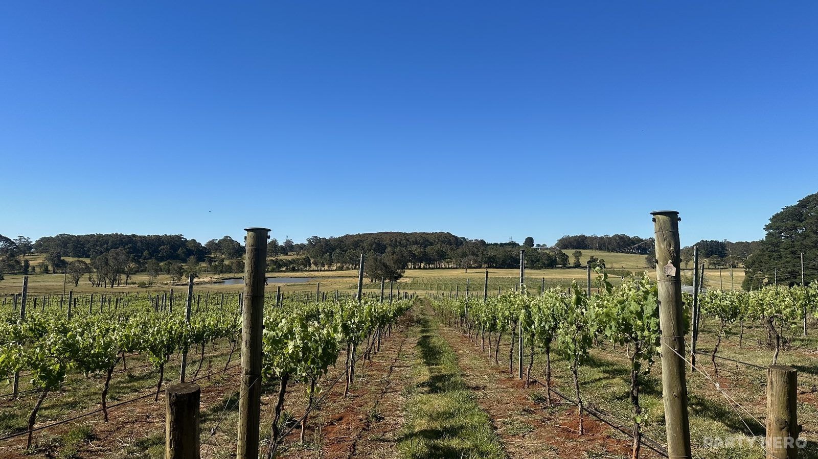Exeter Vineyard - tasting experiences in the Southern Highlands