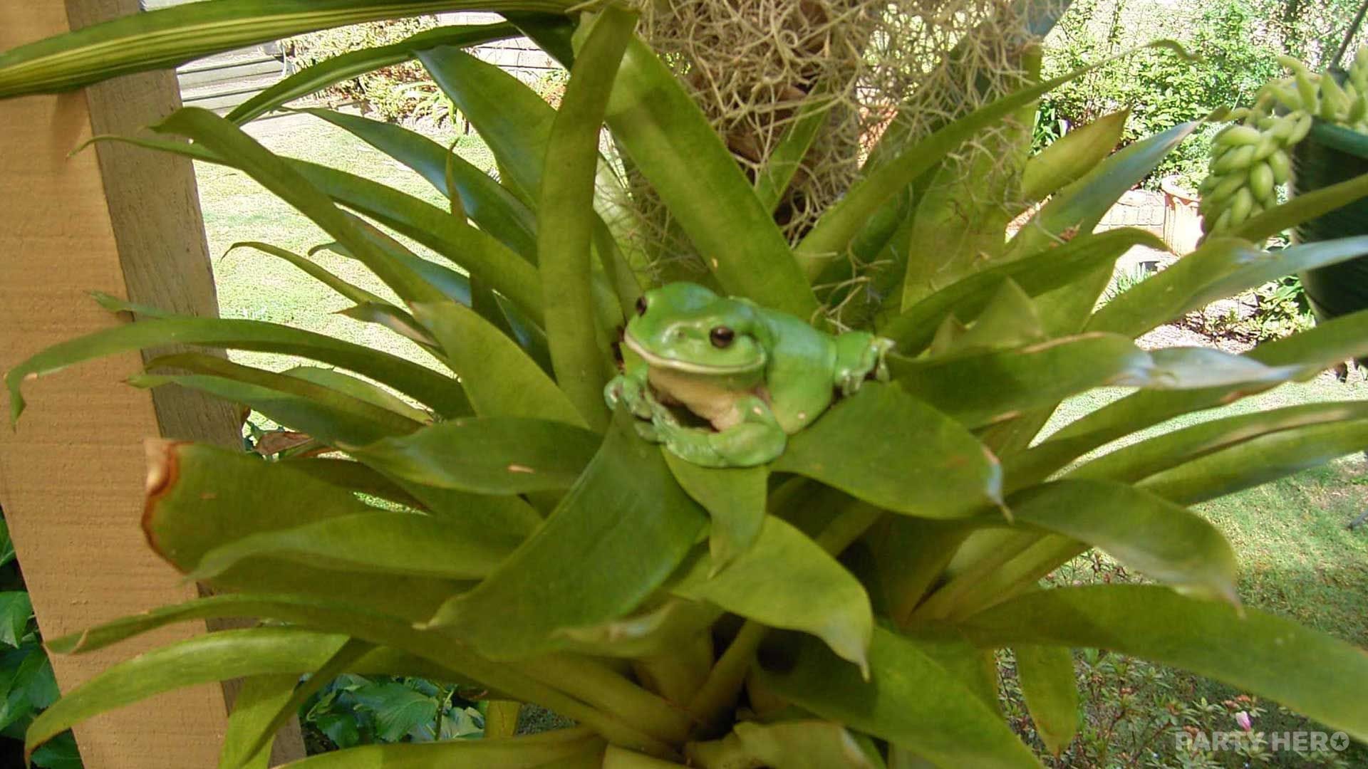 Reptiles Up Close - kids entertainers in Sydney