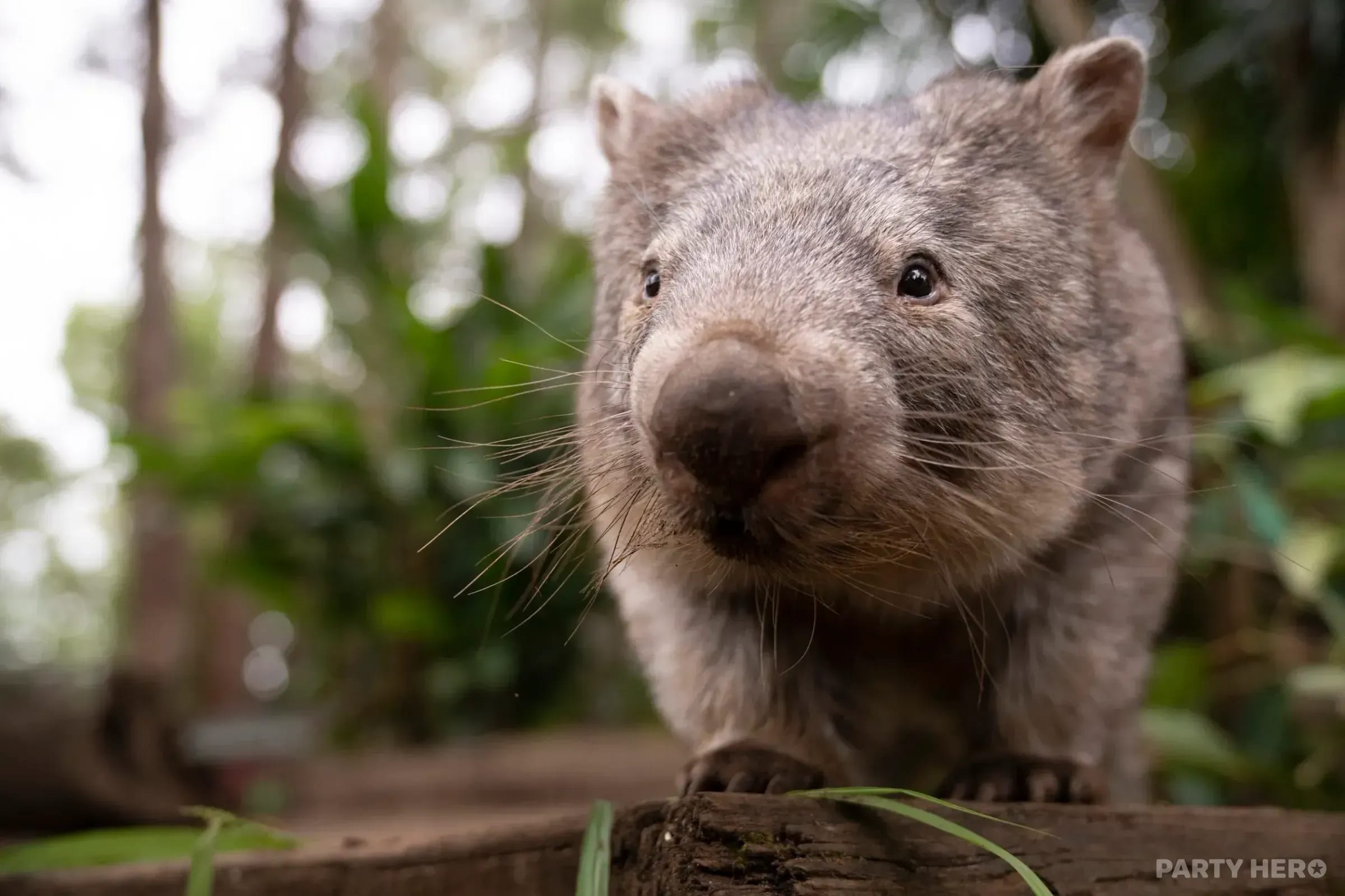 Byron Bay Wildlife Sanctuary - wildlife experiences in Byron Bay