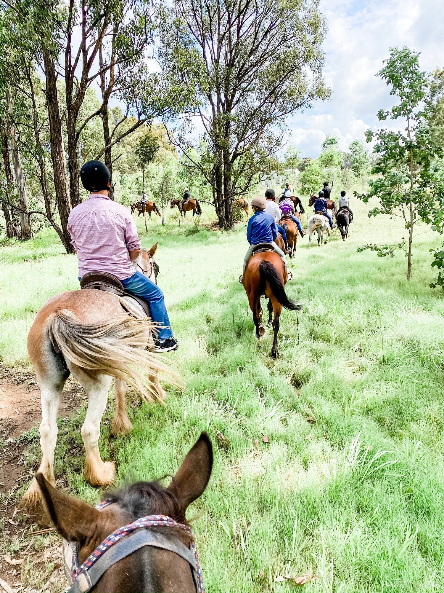 Hunter Valley Horses - horse riding in the Hunter Valley