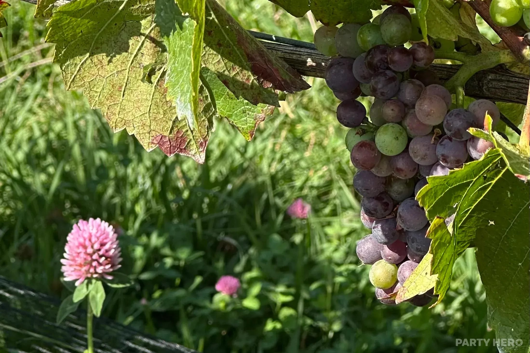 Dawning Day Winery & Distillery - tasting experiences in the Southern Highlands