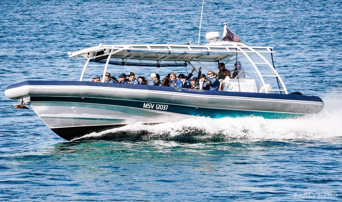 Out Of The Blue Adventures - wildlife experiences in Byron Bay