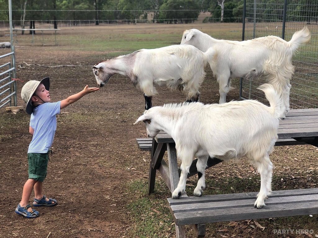 EWE Nique Hobby Farm - wildlife experiences in Brisbane