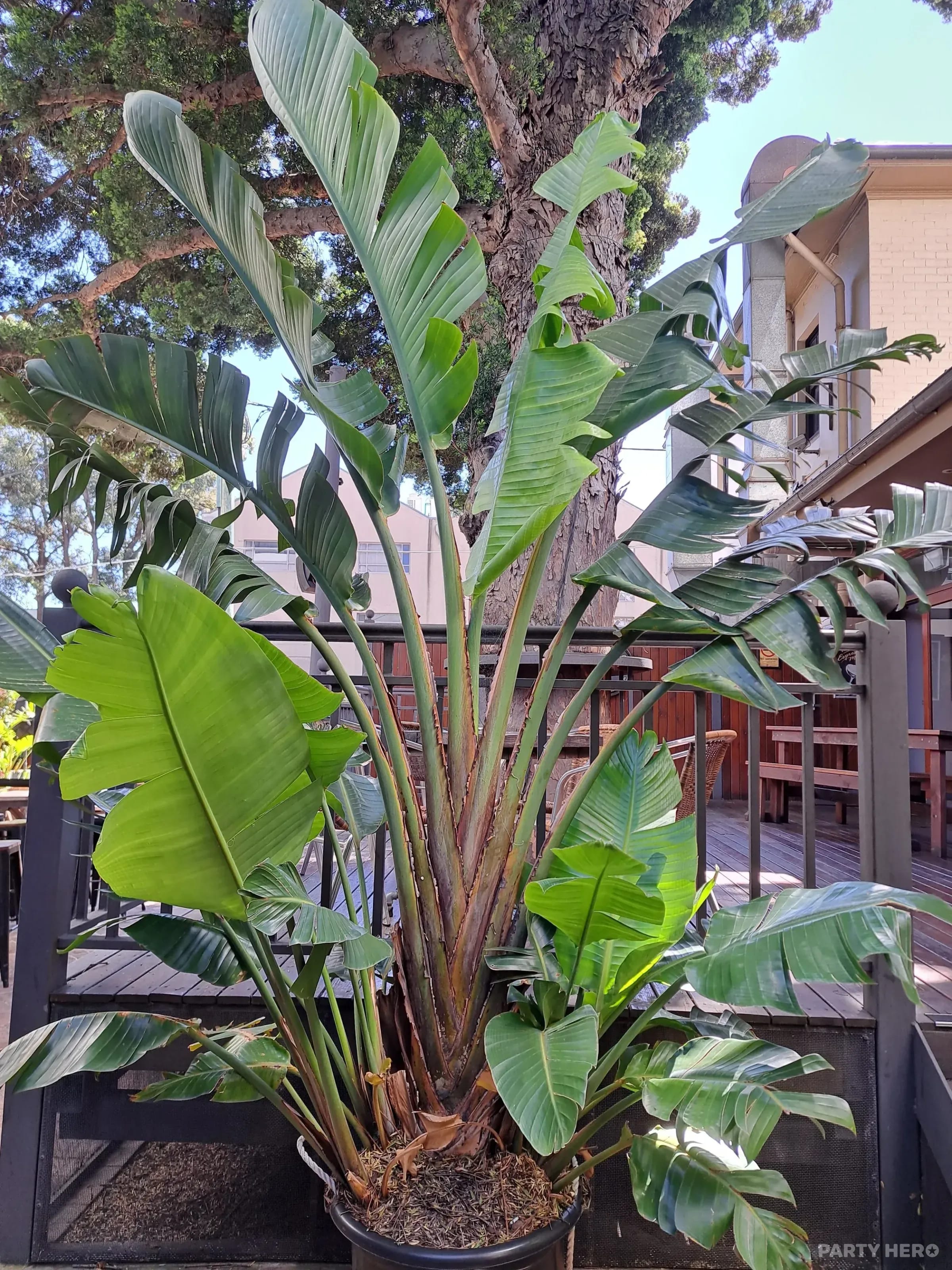 Beer Garden at Iron Duke Hotel - party venue in Sydney